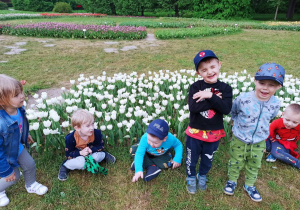 grupa pierwsza w tulipanach